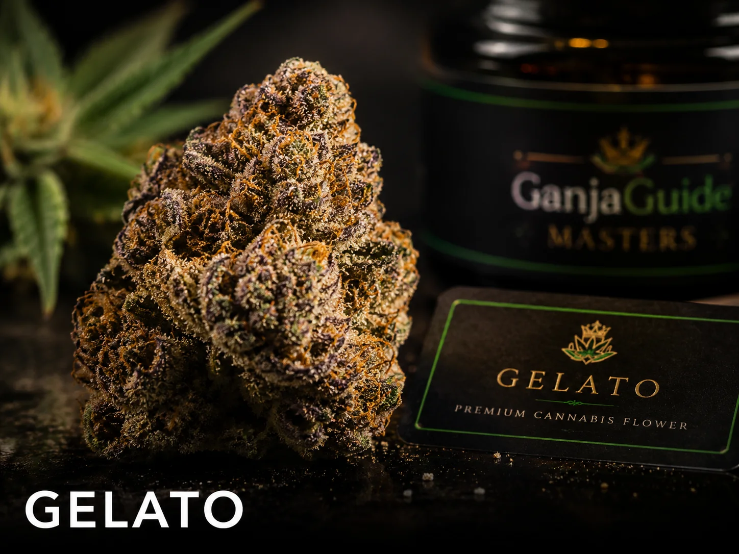 Illustratieve macrofoto van een gelabelde Gelato cannabisbloem